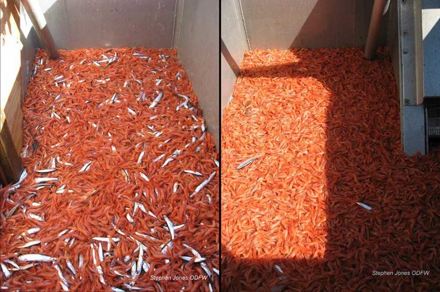Bycatch, before and after