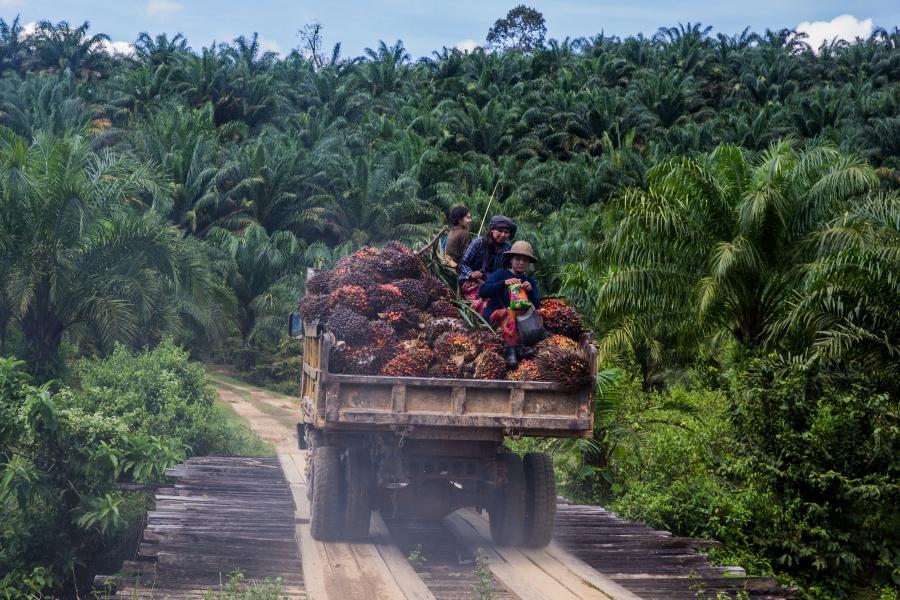 Workers sit atop the fruit bunches in the back of a truck in Asia World palm oil plantation in Bank Mae Village, Myanmar, Nov. 11, 2016  Fruit bunches are collected from throughout the plantation and brought to a central mill for processing.