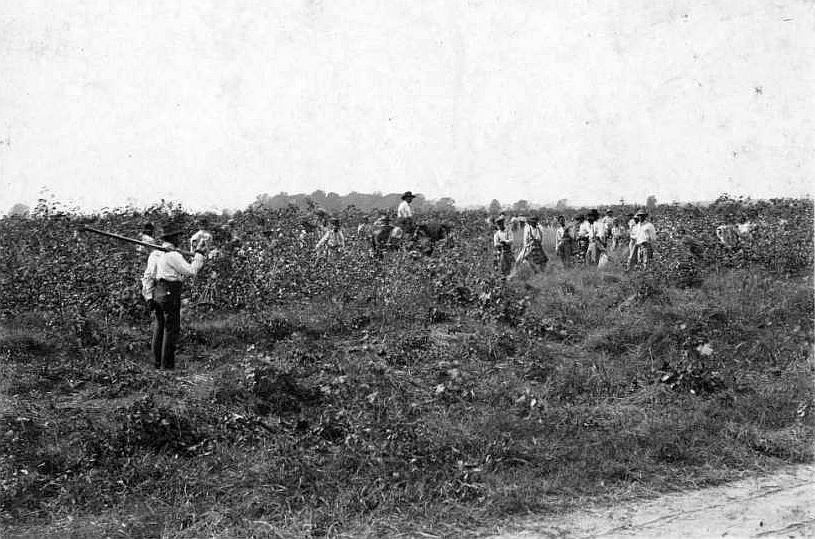 A black and white photo of laborers in a farm