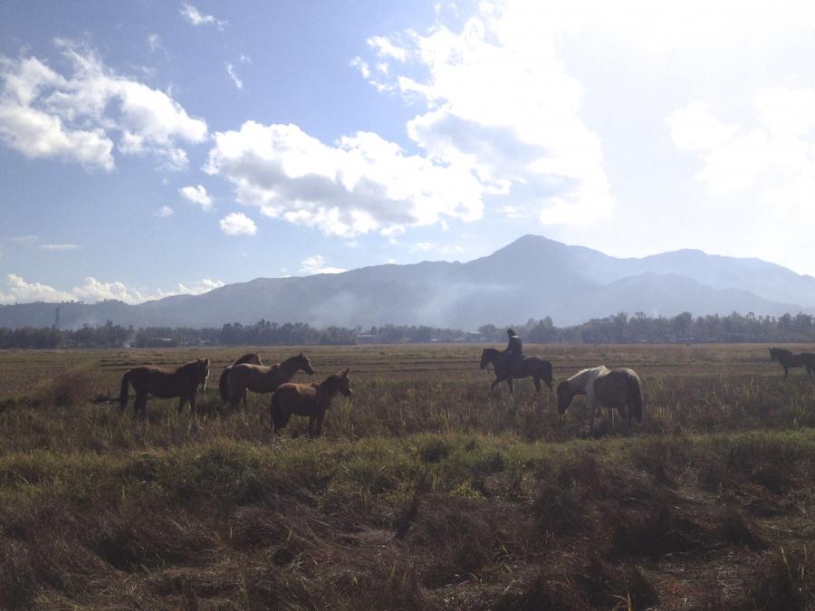 Manipuri ponies grazing. The state of Manipur has pledge to create a sanctuary for the ancient breed whose numbers are dwindling. 