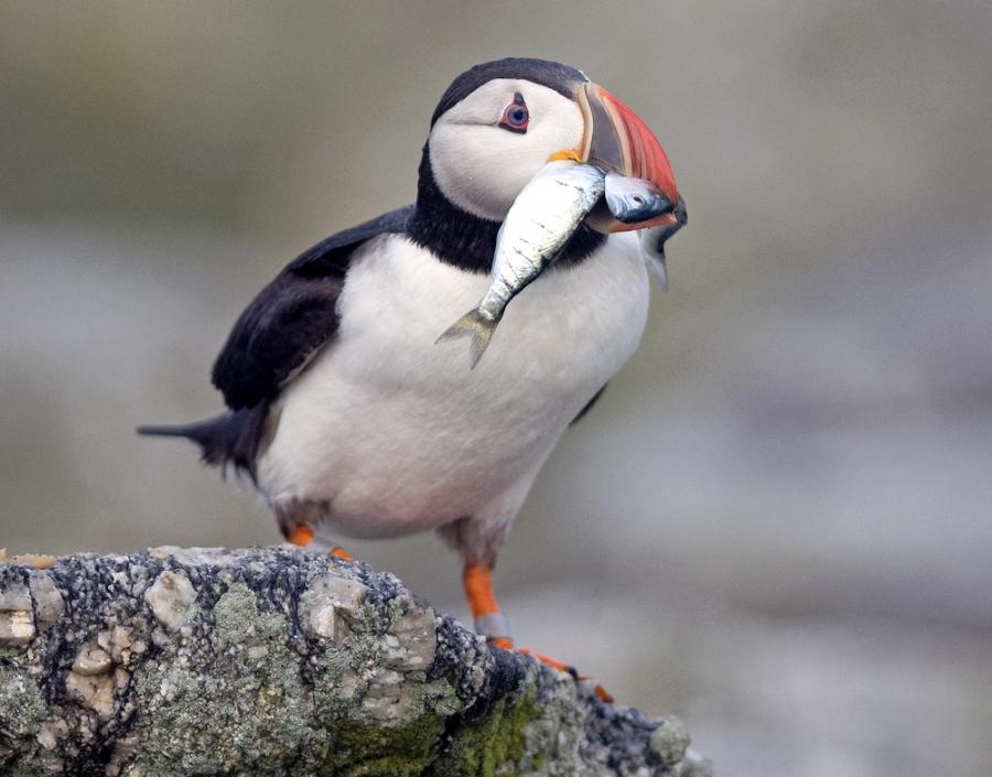 Puffin with hake and bluefish.
