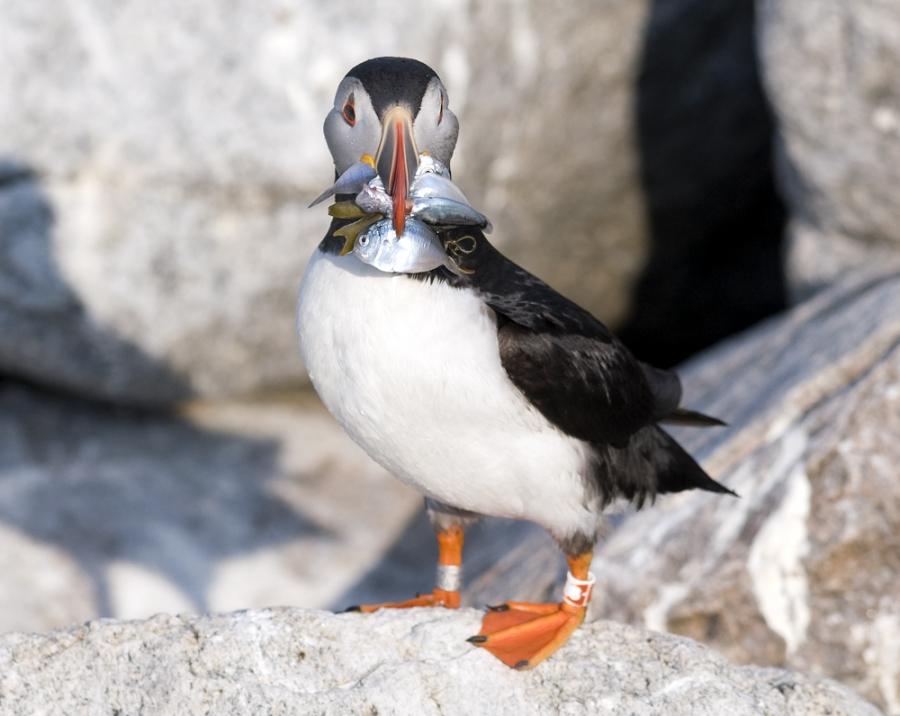 Puffin with a butterfish — a fish more difficult for it to eat.