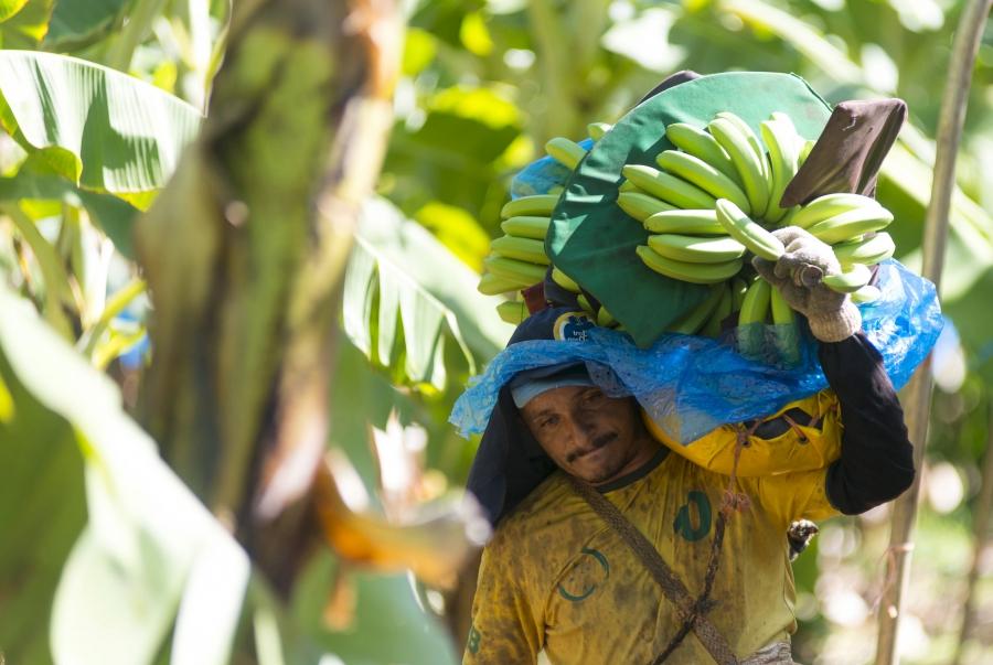 A man carries bananas at the Tropical Nordeste S.A farm, in Limoeiro do Norte, in Ceara state.