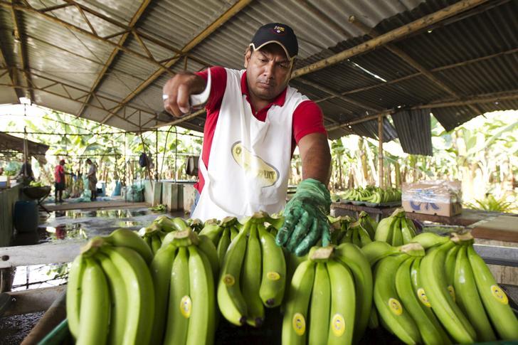 Ecuadorean banana's farm workers wash bananas during a packing process in Babahoyo.
