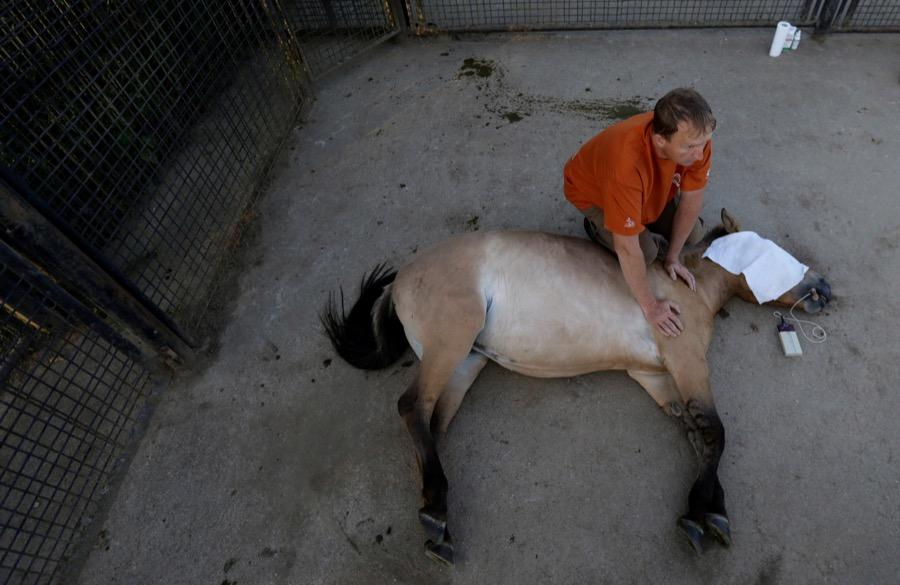 A veterinary doctor holds a tranquilized Przewalski's horse in the Czech Republic on June 18, before the horse is taken to Mongolia.