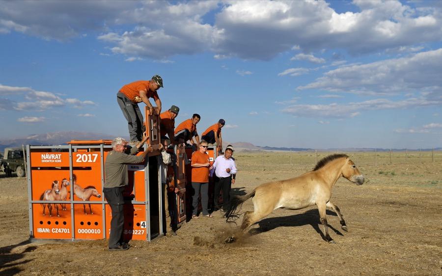 A Przewalski's horse leaves its container after being released in Takhin Tal National Park