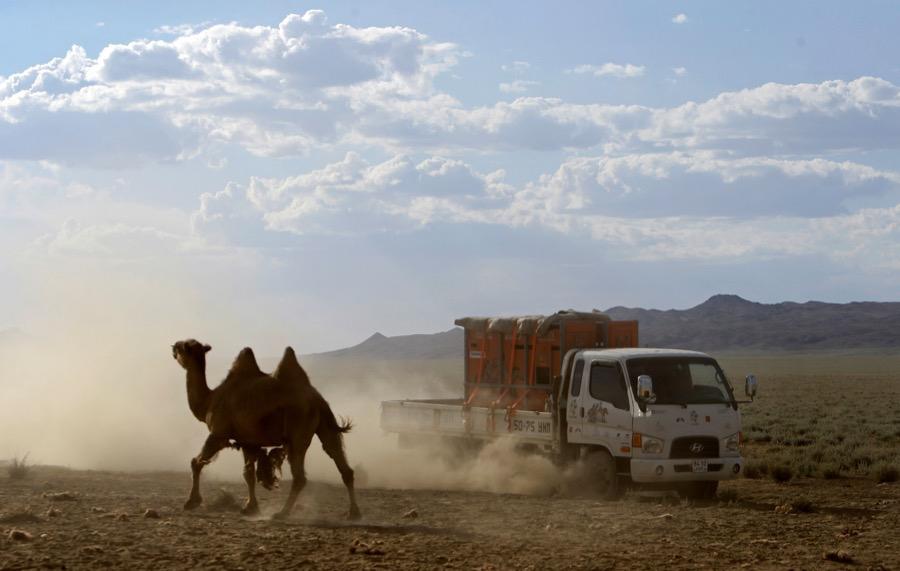 A camel walks past a truck carrying Przewalski's horses on the way to Takhin Tal National Park, on June 20.