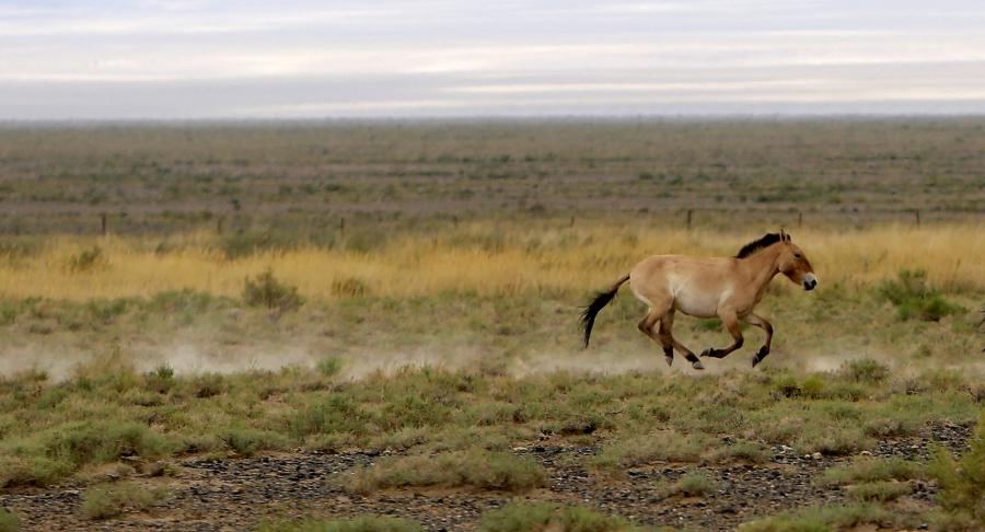 A Przewalski's horse trots across the Takhin Tal National Park in Mongolia on June 22.