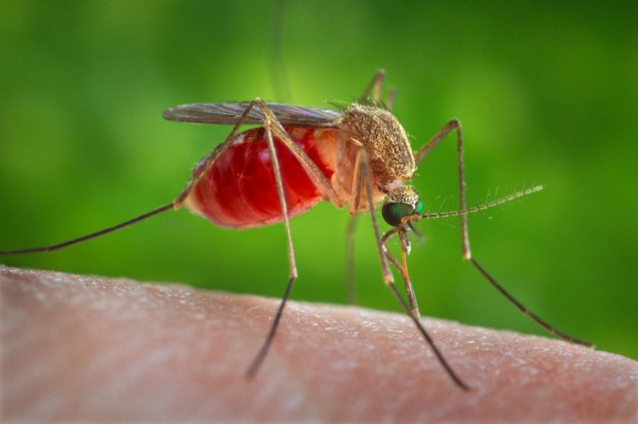 The Culex quinquefasciatus mosquito has been known to spread such diseases as the West Nile virus.