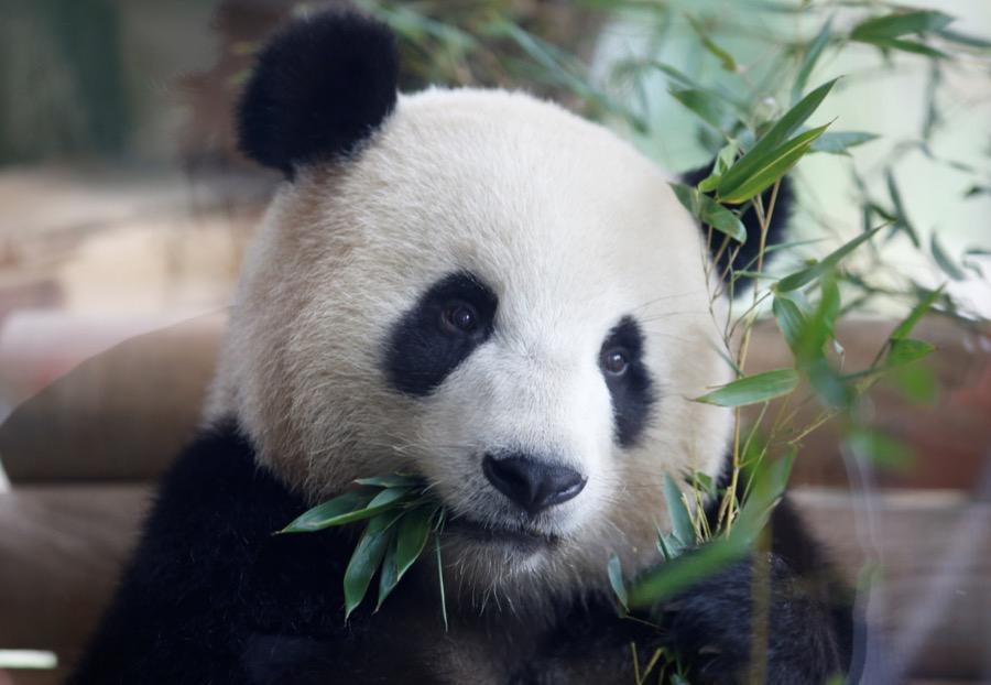 One of Berlin's new giant pandas, still munching