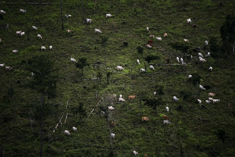 Cattle graze in the Peten jungle in this aerial picture near the border with Belize November 23, 2007. 
