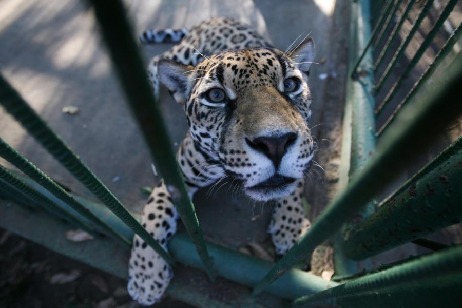A jaguar in at a zoo in Managua, Nicaragua. The species numbers have dwindled in several Latin American countries.