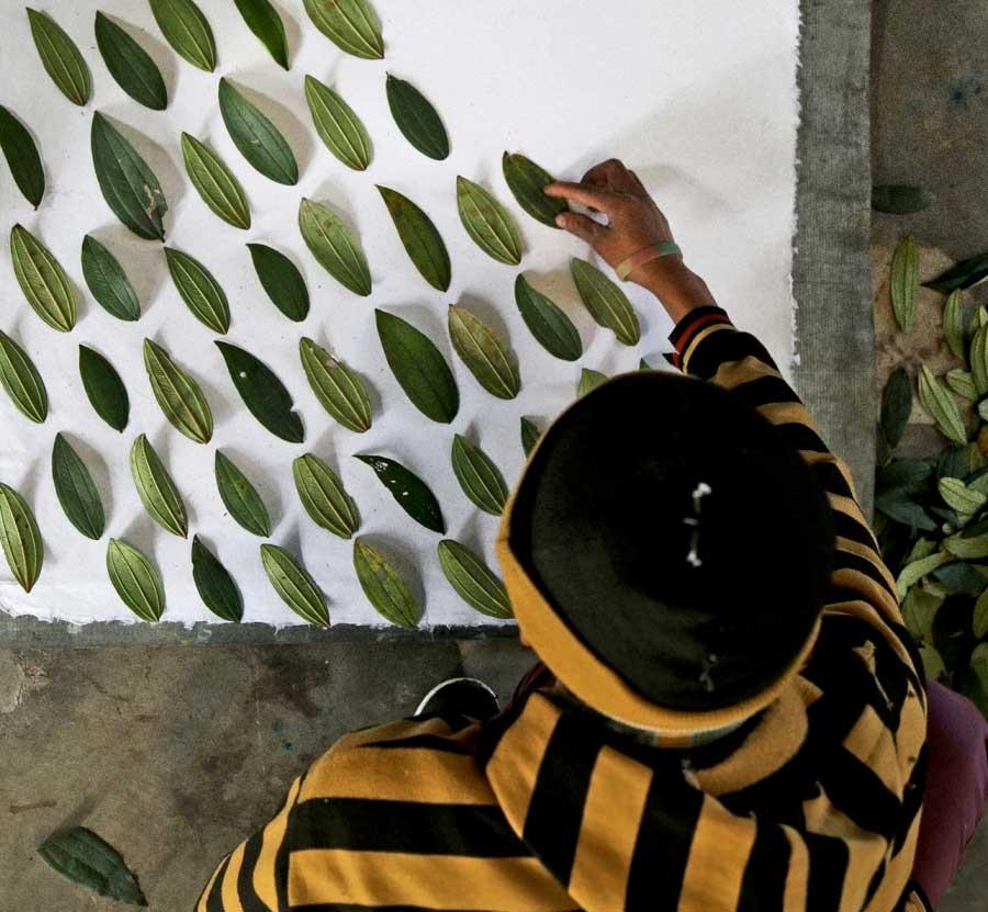 A worker places leaves from a common local plant onto a sheet of Elrhino paper. After being pressed into the paper the leaves will leave a unique impression in each sheet.