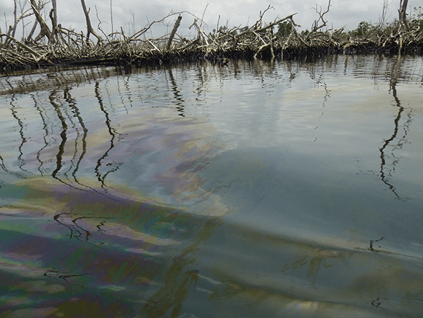 Shell oil slick mangrove