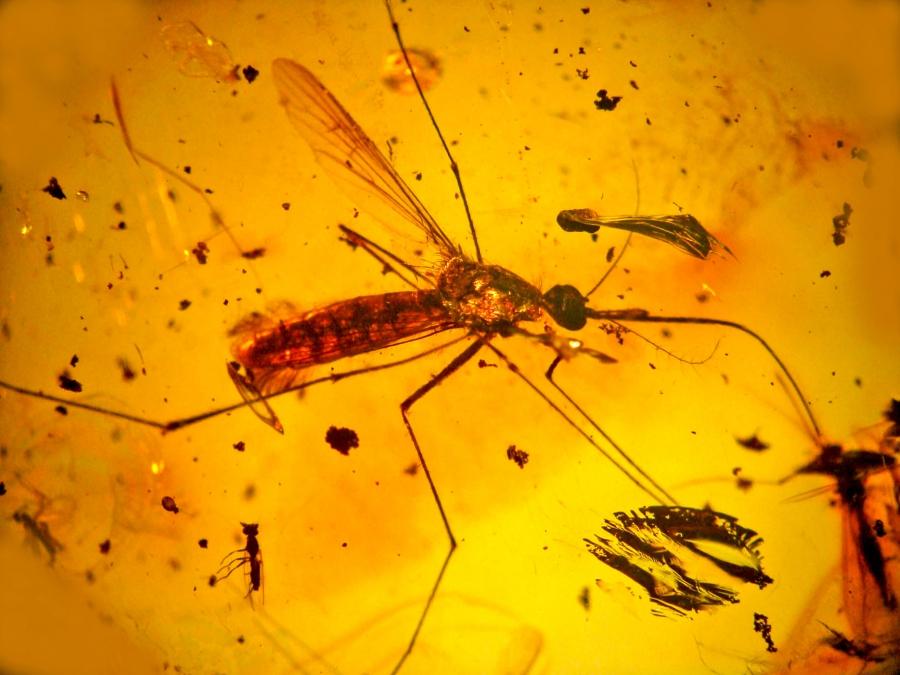 An elephant mosquito in amber