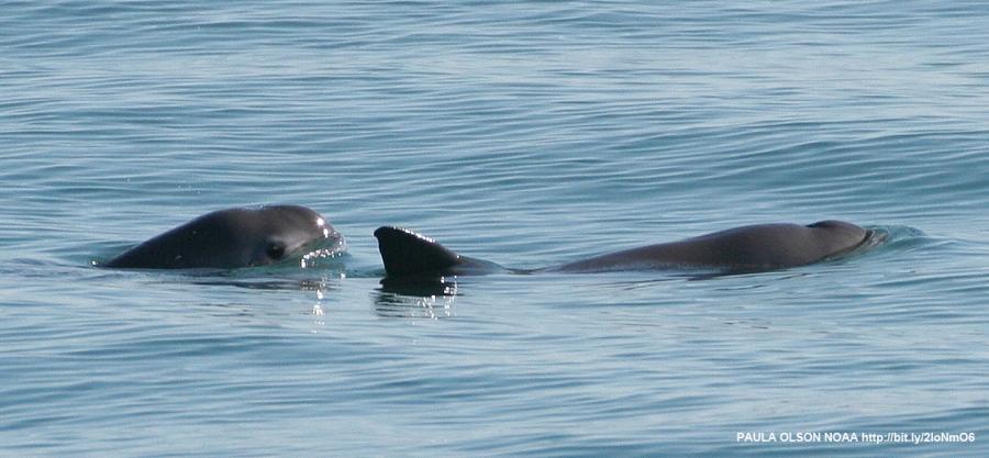 A very small and very shy porpoise, the vaquita marina lives only in the far north of Mexico's Sea of Cortez, also known as the Gulf of California. It's been brought to the edge of extinction by fishing for another endangered but extremely coveted marine 