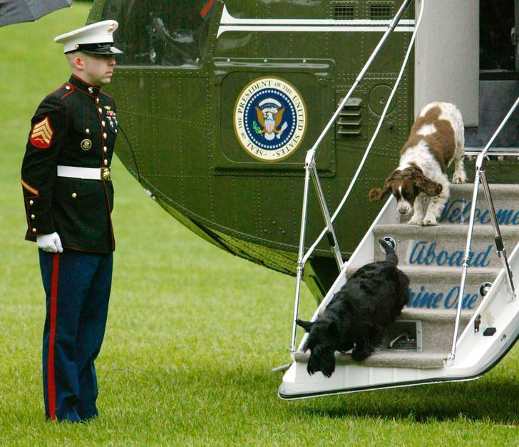 George W. Bush's pet dogs Barney and Spot walk down the stairs of Marine One and onto the grass as a US Marine stands by. 