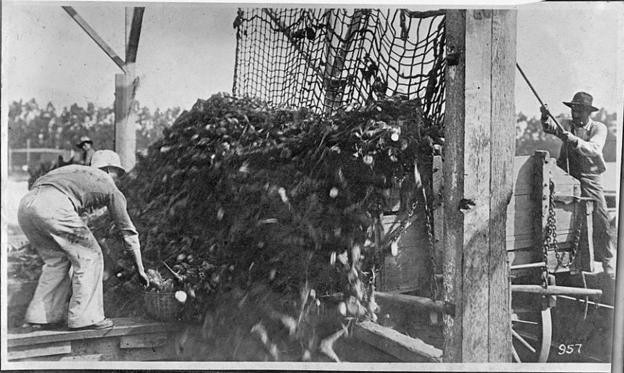 A worker unloads a large pile of beets from a wagon, in a black and white photo.