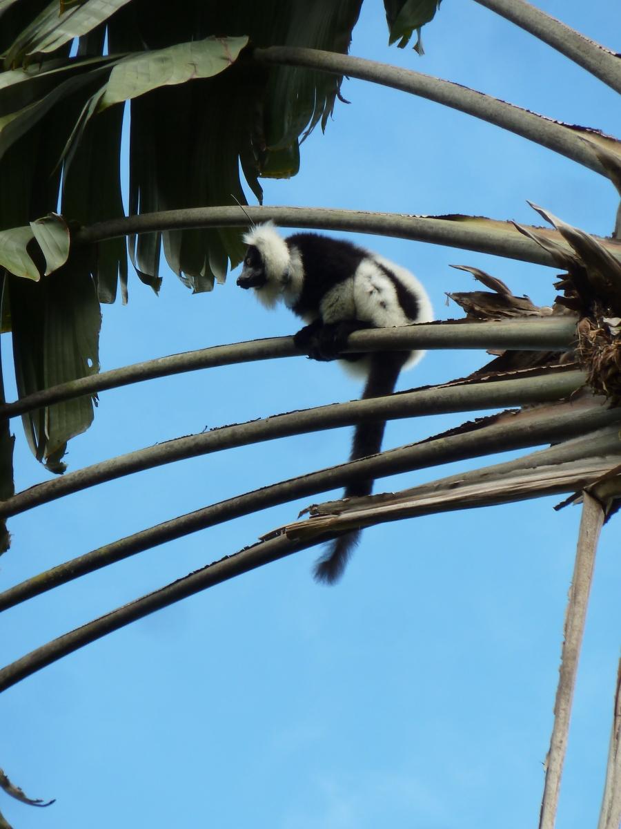 A black and white lemur looms in a tree above the village of Kianjavato, in southern Madagascar. Many lemur species are now critically endangered due to widespread deforestation. But their poop often holds the key to reforesting parts of the island.