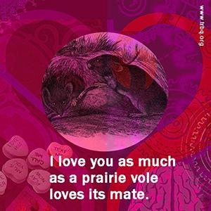 I love you as much as a prairie vole loves its mate.