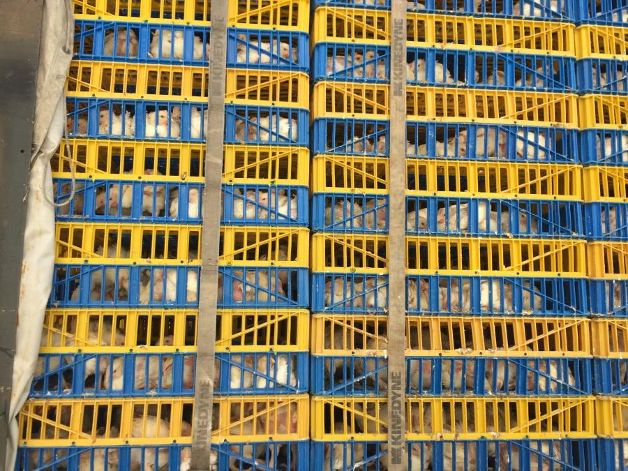 The chickens for the Kaparot ritual are stacked in crates. Animal rights activists have filed lawsuits, calling for a halt to the practice.