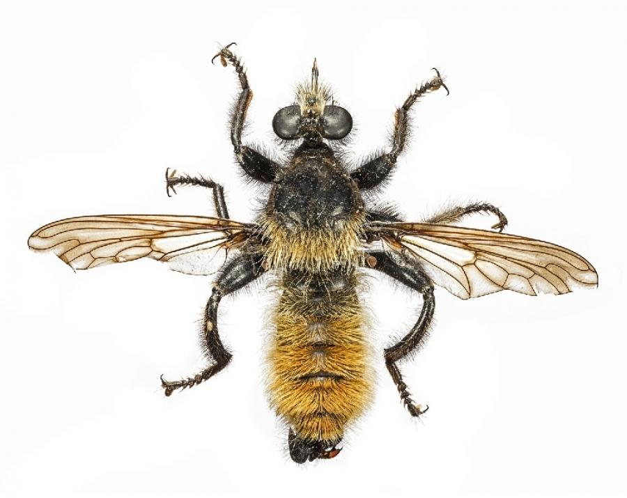 This bumblebee robber fly has a hardened proboscis for penetrating prey, often going through an eye.