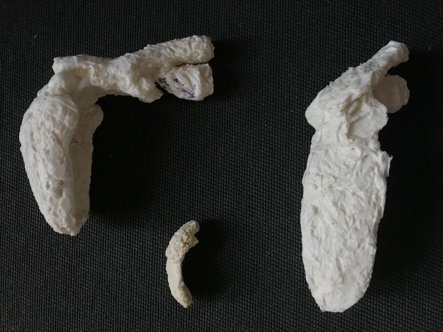 Silicon casts of vocal tracts — the airways and cavities filling the mouth and nose.