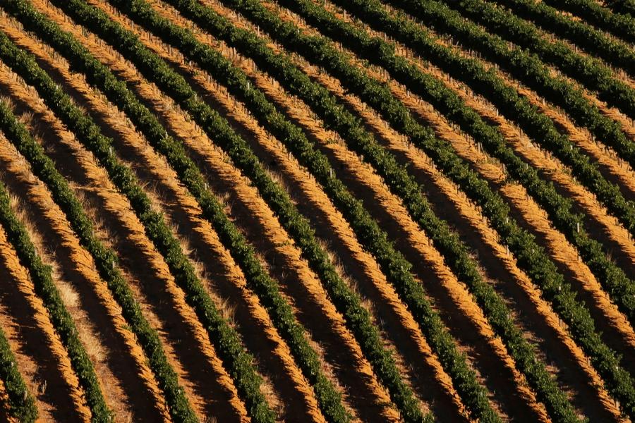 Vineyards are seen near Cape Town, South Africa, Feb. 3, 2018. 