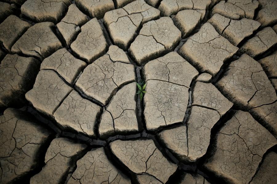 A plant grows between cracked mud in a normally submerged area at Theewaterskloof dam near Cape Town.