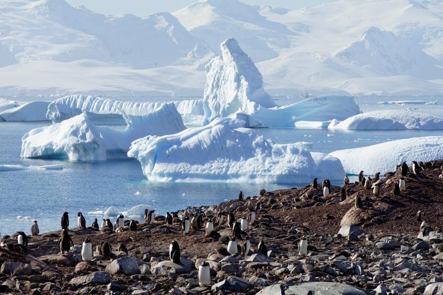 Penguins are seen on Curverville Island