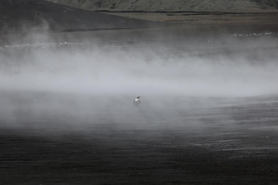 A penguin walks through the geothermal fog on Deception Island, which is the caldera of an active volcano in Antarctica. 