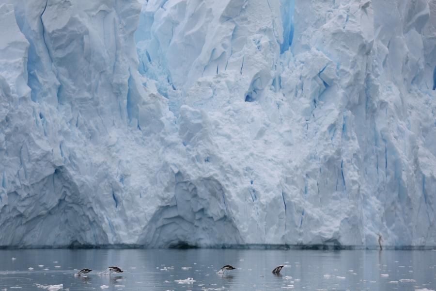 Penguins swim next to a glacier in Neko Harbor