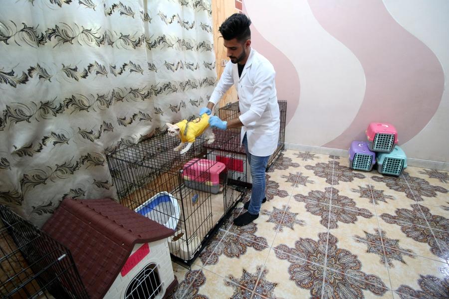 A veterinary medicine student puts clothes on a cat in a cat hotel in Basra, Iraq, March 13, 2018.