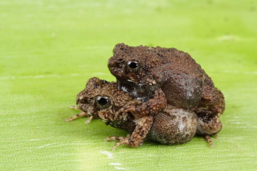 Two tungara frogs