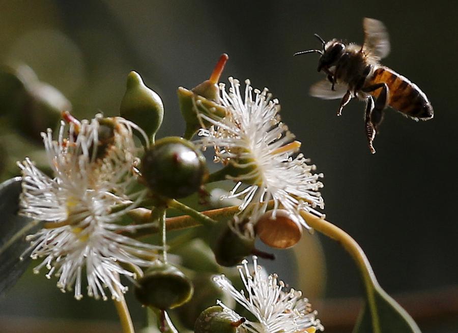 A bee hovers over a flower in Beirut, Lebanon.