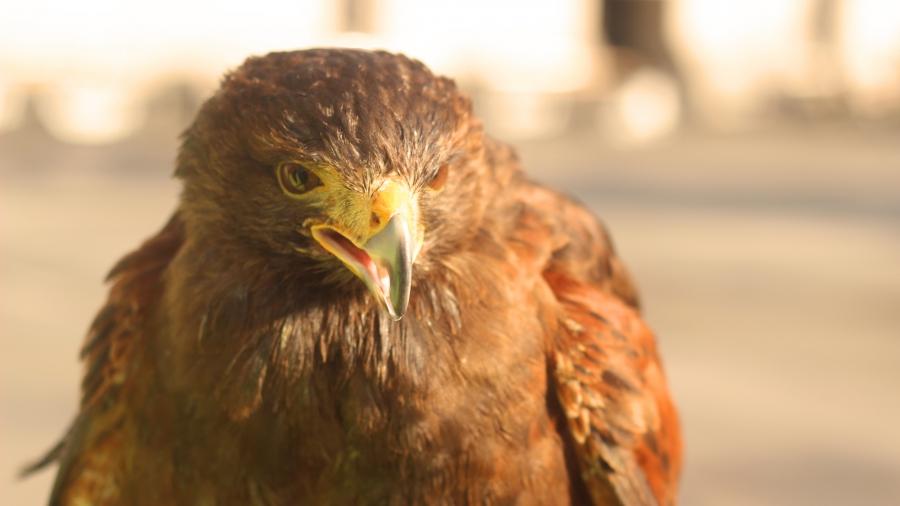 Hawks have been used to deter pigeons in London since the early 2000s