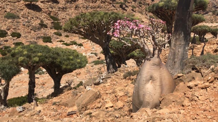 A bottle tree in bloom amid dragon's blood trees, Socotra, Yemen