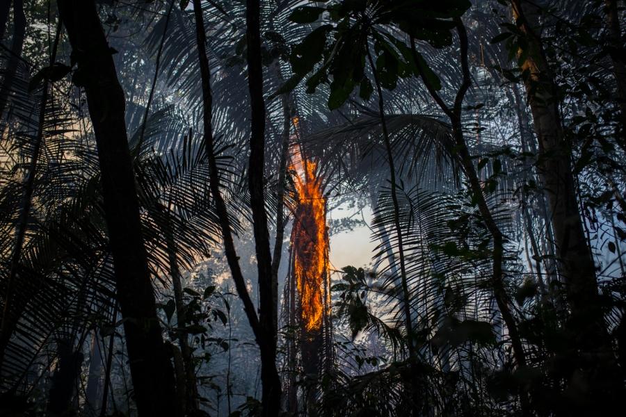 A tree burns in Colombia's Amazon region. 