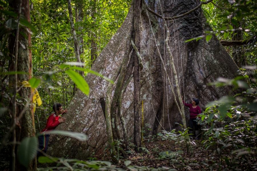 Huge tree in Colombia's rainforest. 