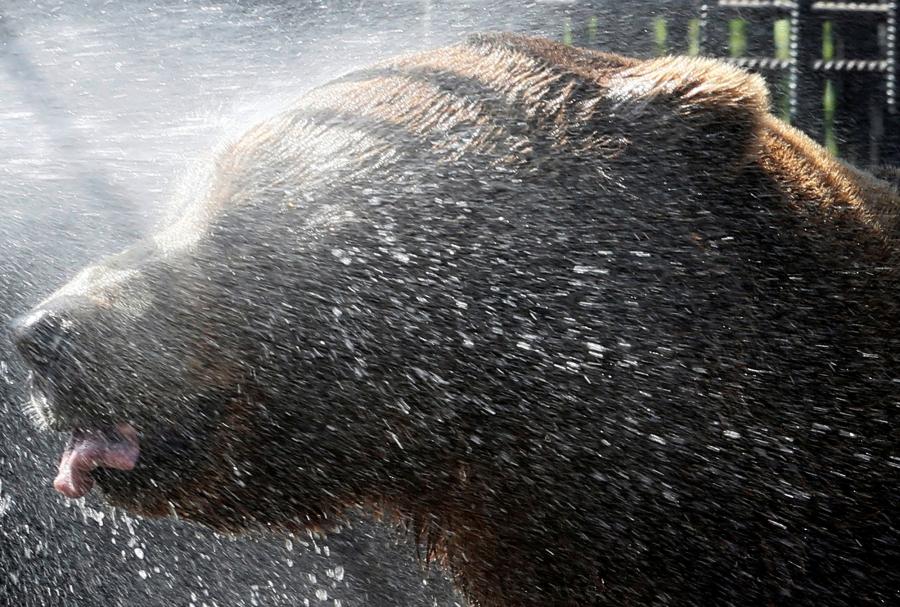 Buyan, a Siberian brown bear, is sprayed with water to cool down at the Royev Ruchey Zoo in the suburb of Krasnoyarsk, Russia.