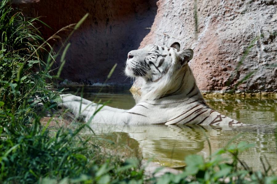 A white tiger cools off in the water at the Biopark zoo in Rome, Italy.