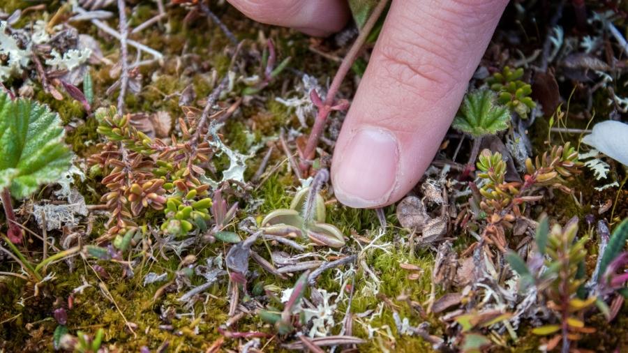 A finger points to the size of small Arctic plants growing above the surface