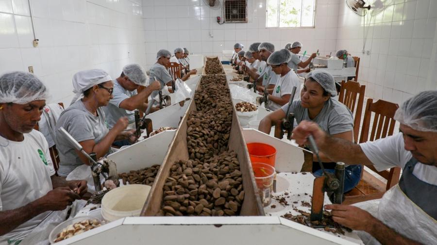 Workers sit a tables with machines in front of them to crack open Brazil nuts.