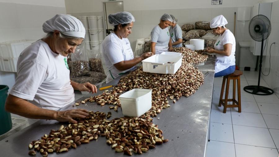 Woman sort brazil nuts at a table. Behind them are large plastic bags of sorted nuts. 