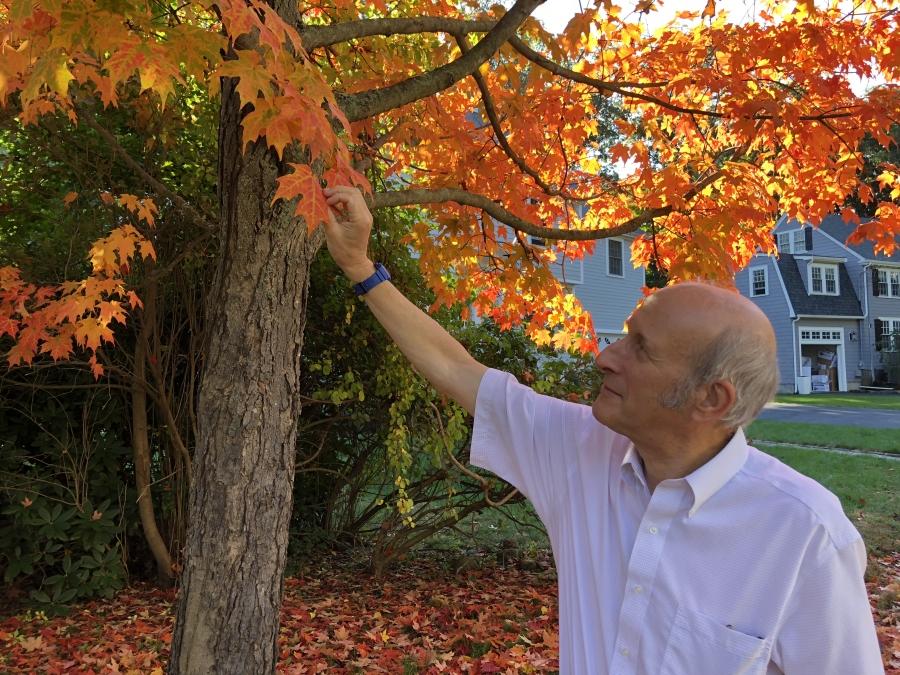 Biologist Richard Primack with Boston University examines the leaves of a Norway maple in the Boston suburb, Newton, Massachusetts. 