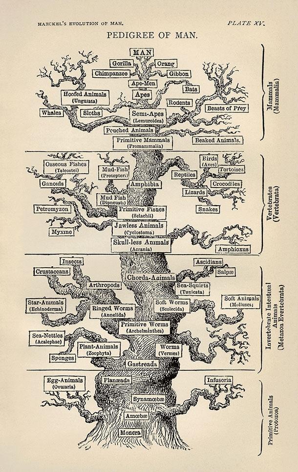 Haeckel tree of life