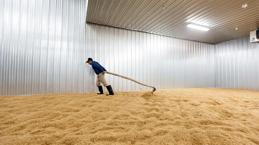 A man turns a bed of wheat on the floor. 