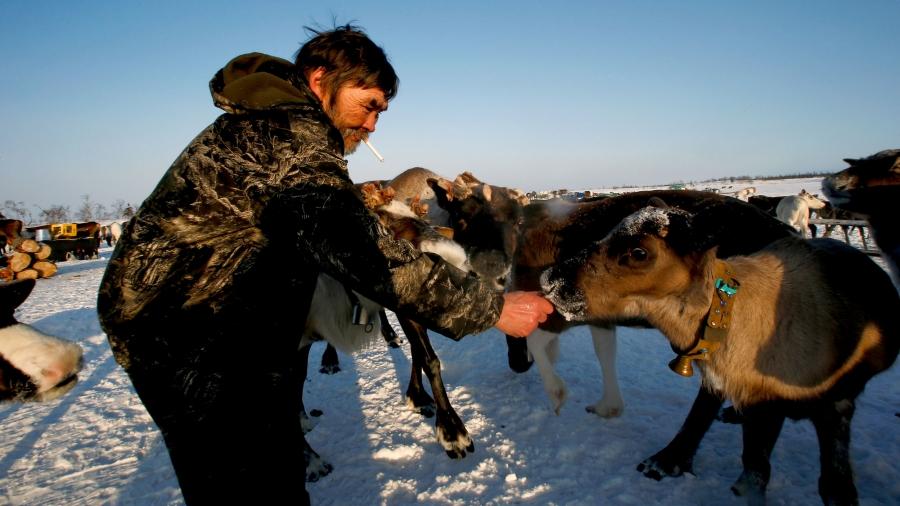 A man wearing a dark fur feeds a herd of reindeer in the snow.