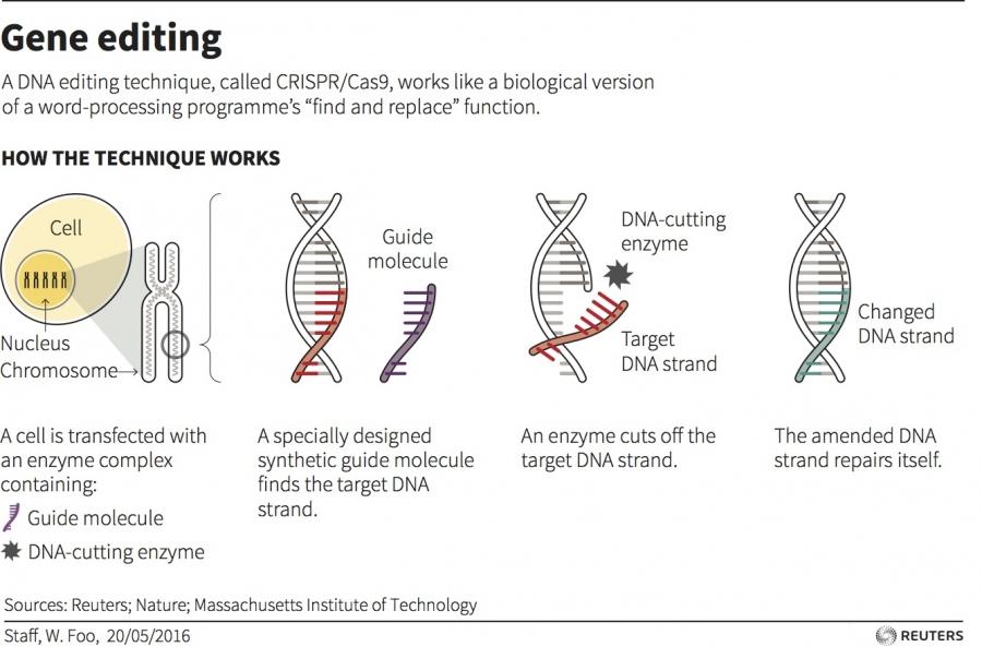explainer on how gene editing works