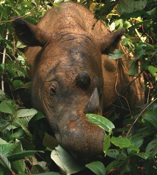 Sumatran rhino Indonesia